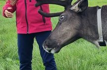 Sami Culture and Reindeer Cuddles Experience