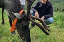 Sami Culture and Reindeer Cuddles Experience