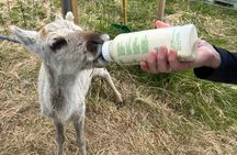 Sami Culture and Reindeer Cuddles Experience