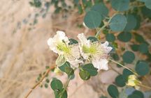 Morning jeep tour in Eilat mountains