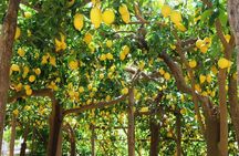 Amalfi Coast: Hike Along the Path of the Lemons