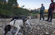 Private Hiking Tour in Tromsø with the Happy Tails Huskies