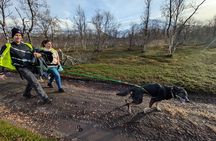 Private Hiking Tour in Tromsø with the Happy Tails Huskies