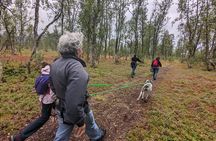 Private Hiking Tour in Tromsø with the Happy Tails Huskies