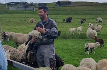 Bressay Explorer Crofting and Island Life Tour