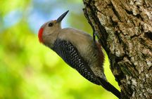 Coba and Punta Laguna Guided Birdwatching Private Tour 