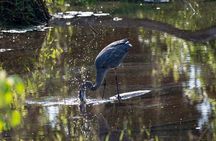 Coba and Punta Laguna Guided Birdwatching Private Tour 