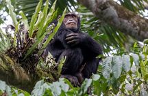 4-Day Rwanda Gorilla trek, Chimp & Lake Kivu exploration