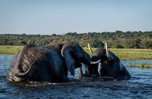 Boat Cruise in the Chobe National Park