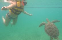 Turtle Snorkeling in Akumal