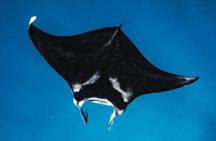 Wild Dolphin Swim, Turtle, Whale Safari with Guided Snorkeling 
