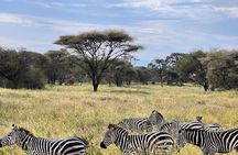 Arusha: 4 Day in Tarangire and Serengeti and Ngorongoro Crater