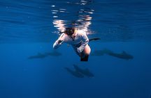 Wild Dolphin Swim, Turtle, Whale Safari with Guided Snorkeling 
