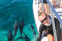 Wild Dolphin Swim, Turtle, Whale Safari with Guided Snorkeling 