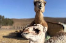Camel Ride and Quad adventure in Agafay Desert with Dinner Show