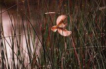 From Adelaide: Ultimate SA Birding & Nature Discovery Tour