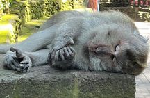 Ubud Tour Monkey Forest, Rice terrace, spring water temple & more