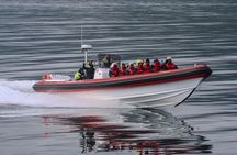 Express Whale Watching in Dalvik 