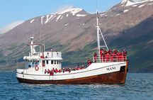 Classic Whale Watching from Dalvík Near Akureyri
