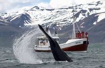 Classic Whale Watching from Dalvík Near Akureyri