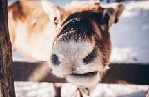 Reindeer Feeding Experience with Local Guide in Levi