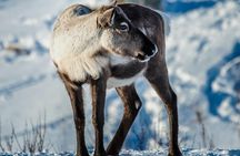 Reindeer Feeding Experience with Local Guide in Levi