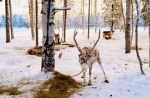 Reindeer Feeding Experience with Local Guide in Levi