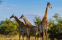 Half Day Safari Durban Tala Game Reserve and Natal Park