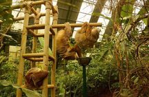 Monteverde Cloud Forest and Sloth Sanctuary Shore Excursion