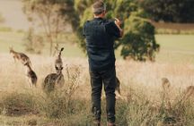 Yarra Valley Foodies Tour: Chandon & Sunset Kangaroo Experience