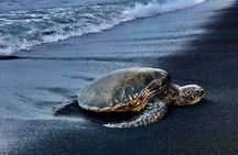 Punalu’u Black Sand Beach Tour - Volcanoes National Park & Hilo 