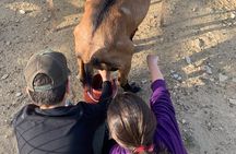 Sifnos Goat Milking and Cheese Making Experience
