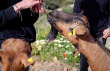 Sifnos Goat Milking and Cheese Making Experience