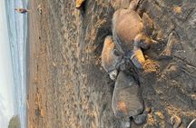 Sea Turtle Nesting and Hatching Tour Samara and Carrillo