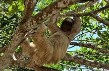 Roatan adventure: Snorkeling, Monkeys, Sloths, and Island Tour