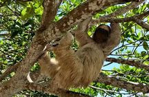 Sloth sanctuary, island excursion and West Bay beach