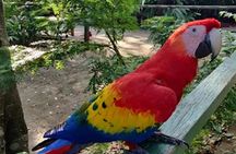 Sloth sanctuary, island excursion and West Bay beach