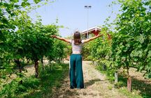 From the Cluster to the Chalice : A Journey into the Heart of Wine in Bardolino