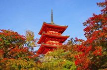 From Nagoya Kyoto Day Tour with Kobe Beef Shabu Shabu Lunch