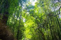 Kyoto tour: 3 Photogenic Sites from Nagoya with Lunch