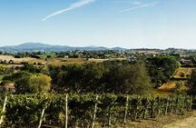 Umbria: Wine Tasting Tour with Regional Pairings near Perugia