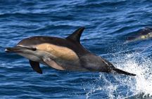 Private Hermanus Whale Watching Shoreline Day Tour from Cape Town