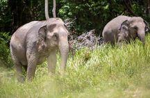 Ethical Elephant Sanctuary in Koh Samui