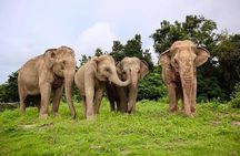 Ethical Elephant Sanctuary in Koh Samui