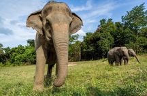 Ethical Elephant Sanctuary in Koh Samui