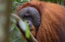 1 Day Ethical Jungle Trek in Bukit Lawang at Sumatra