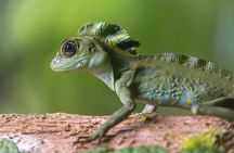 1 Day Ethical Jungle Trek in Bukit Lawang at Sumatra