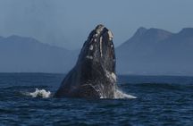  Hermanus Whale Watching Shoreline Activity 