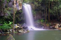 Koalas, Glow Worms & Kangaroos - Nature & Rainforest Walk