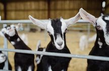 Farm Tour and Cheese Tasting at Errington Cheese